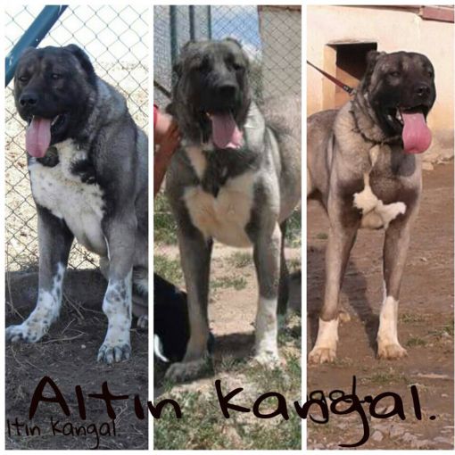  Arap soyu kangal köpekleri