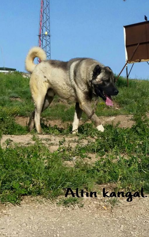  kangal köpek çiftleşmesi