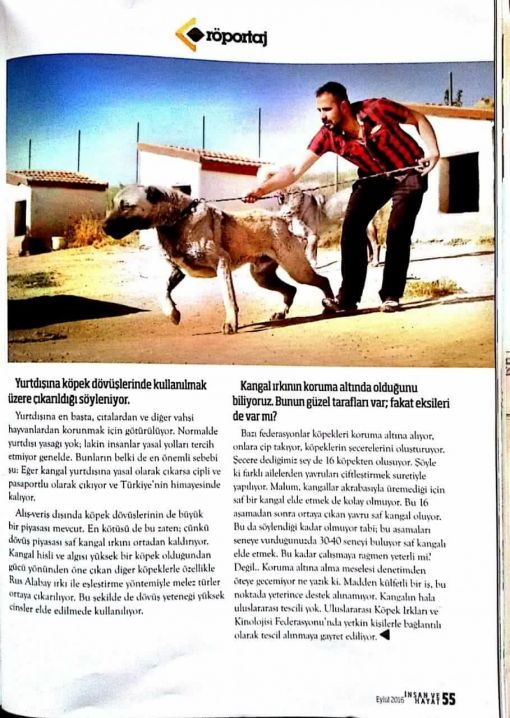  kangal köpeği özellikleri tanıtım ve röportaj