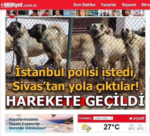  polis köpekleri 