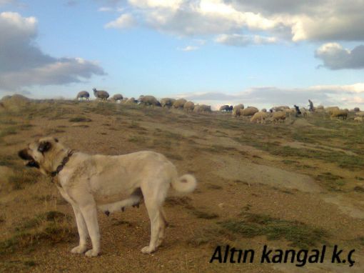  sürüde kangal