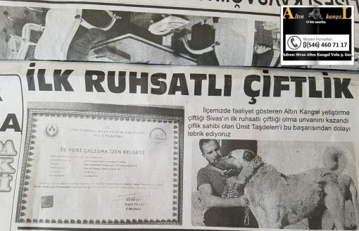 Ruhsatlı kangal köpek çiftliği Tarım bakanlığı onaylı ik kangal çiftliği