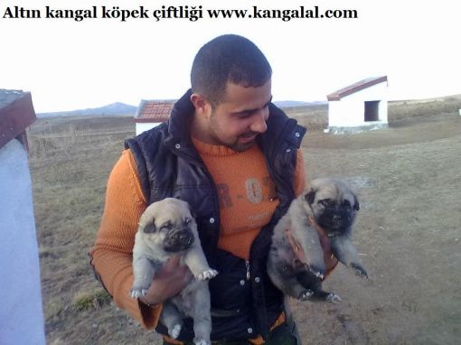  kangal enikleri