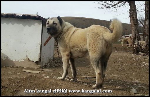  safkan kangal dişisi