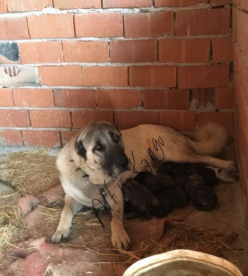  yavru kangal bakımı ve beslenmesi