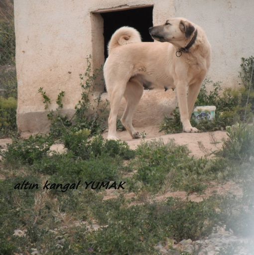  YUMAK DİŞİ KANGAL