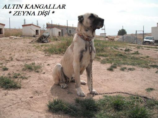  zeyna dişi kangal