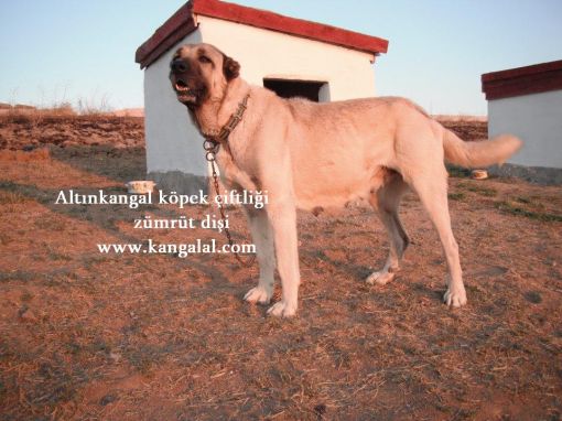  ZÜMRÜT DİŞİ KANGAL