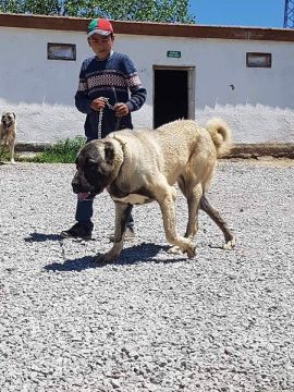 Ciftligimiz Kangal Dogumhaneleri Hazir