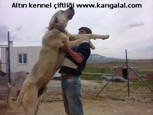En Büyük Kangal Köpeği Dövüşü
