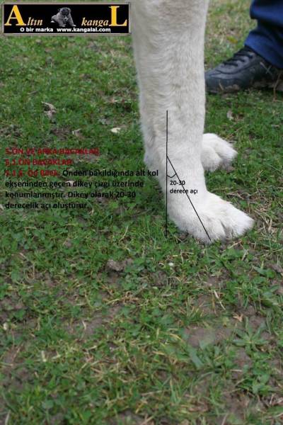 Kangal köpekerinde ayak yapısı