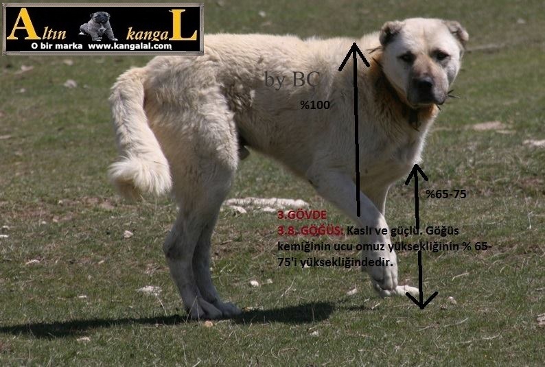 Kangal köpeğinin özellikleri