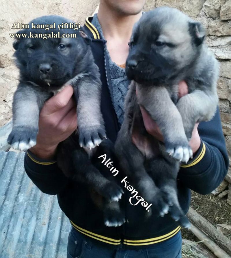 HERKÜL & BADE KANGAL YAVRUSU