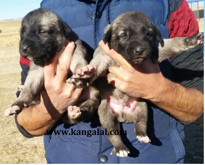 Kurtboğan kangal yavrusu satışları.