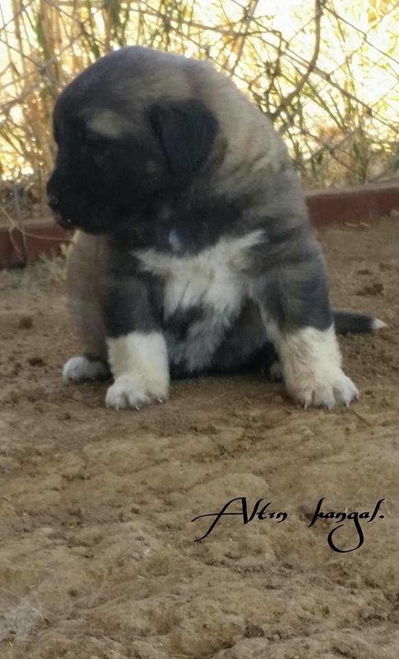 Kangal yavru satış ve fiyatı.