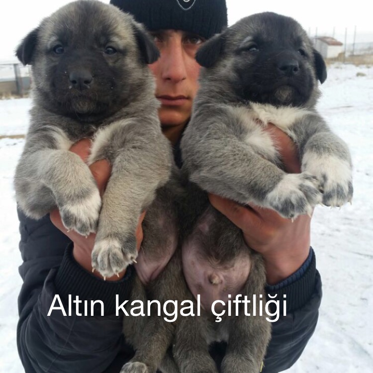 Kangal köpek yavru satışları