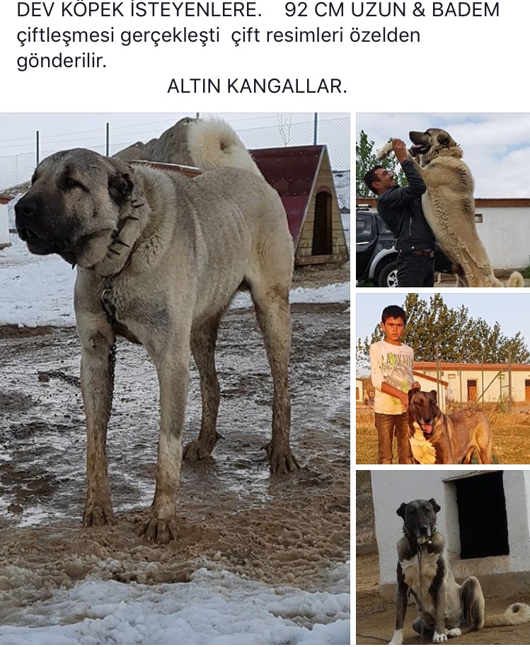 Çiftleşen damızlık kangallarımızın yavruları.