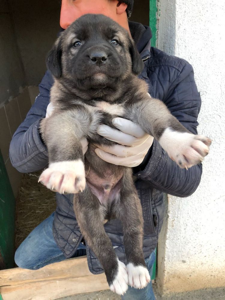 Kangal yavrusu satışları.