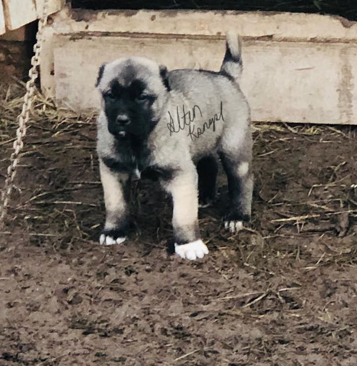 3 aylık kangal yavrusu satışı.