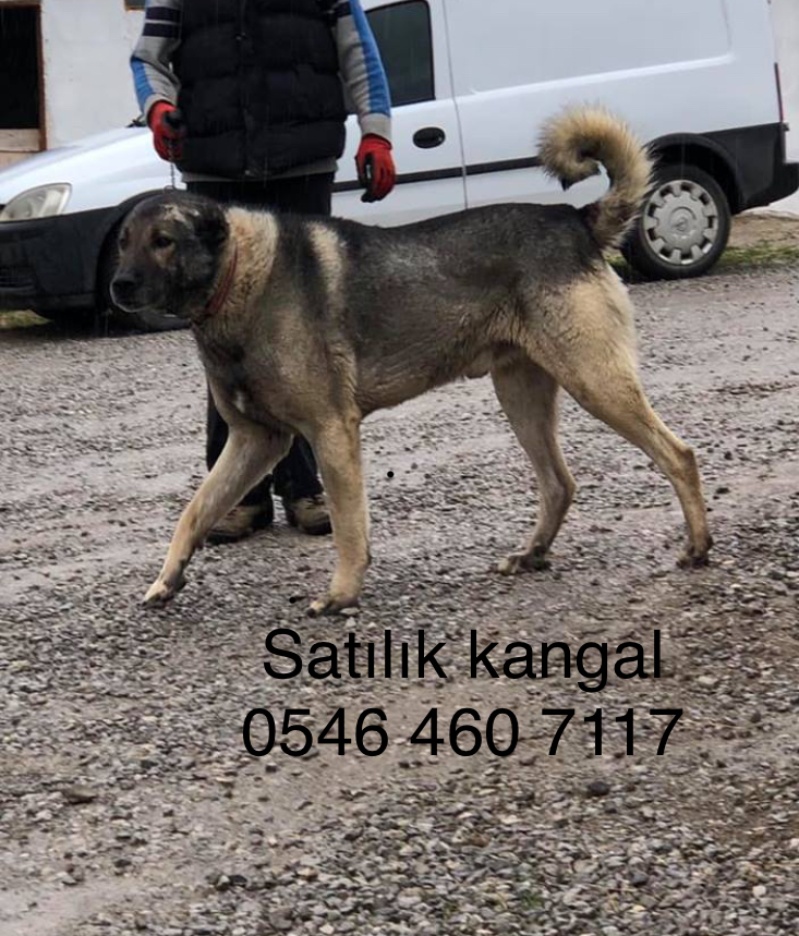 Satılık kangal köpeği