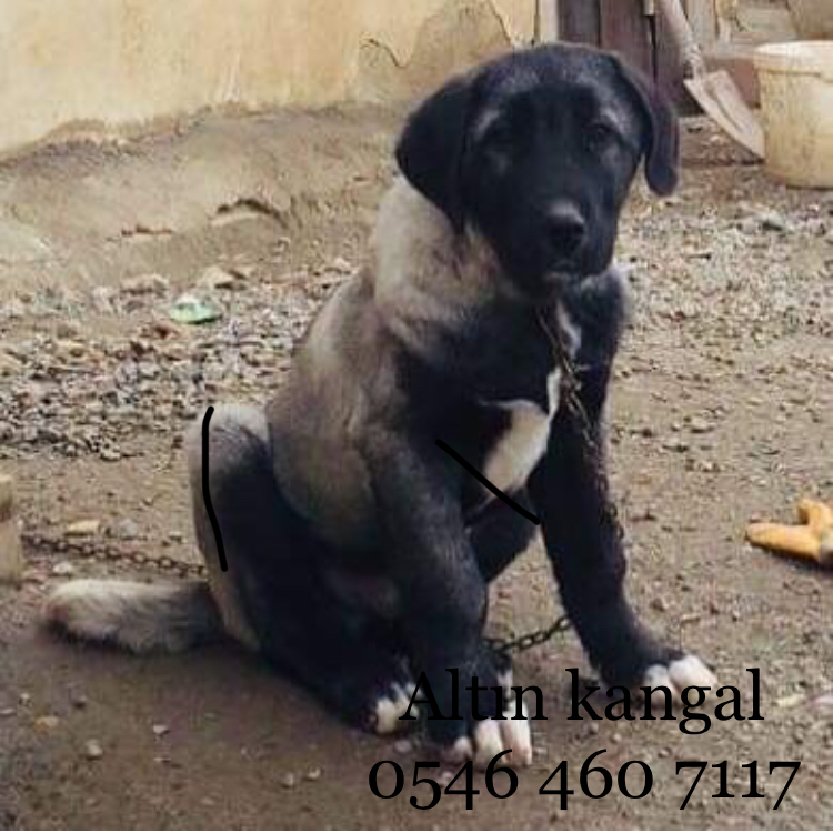 4 aylık kangal yavrusu satılık