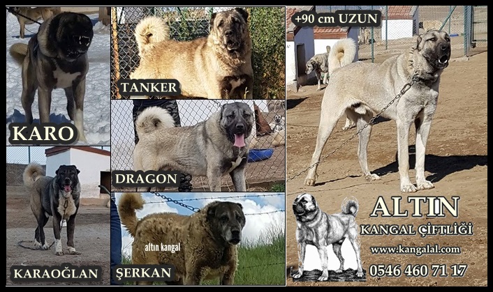 Kangal Kopek Urunleri Kulube Tasmalar Ve Kangal Yal I Arpa Unu